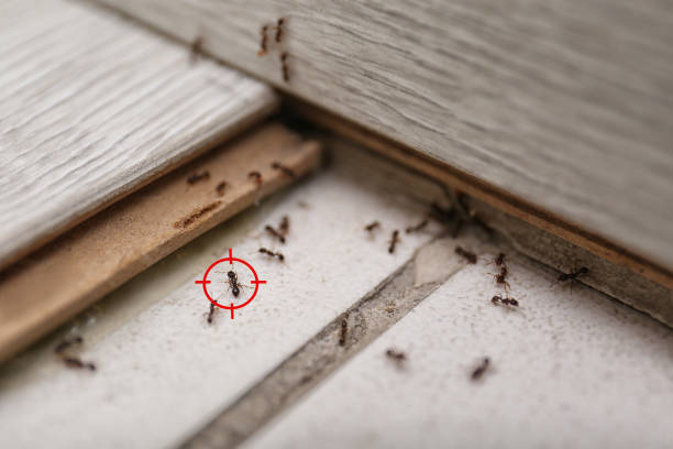 Best Exterminator Services  in St Clair, MI