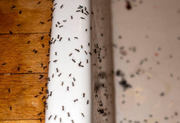 Best Pest Prevention Services  in St Clair, MI